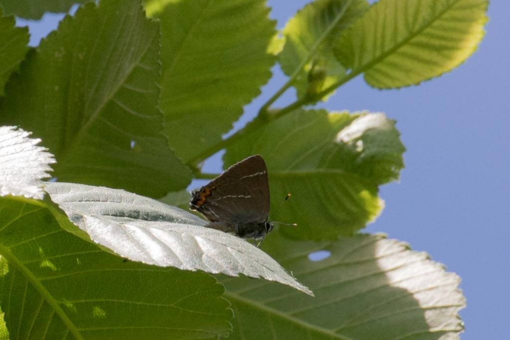 De iepenpage in Amsterdam