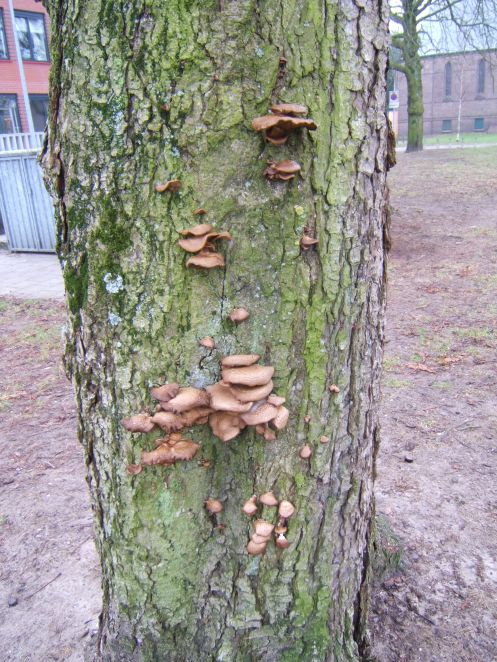 Zieke Kastanjes.   Kappen of niet Kappen?